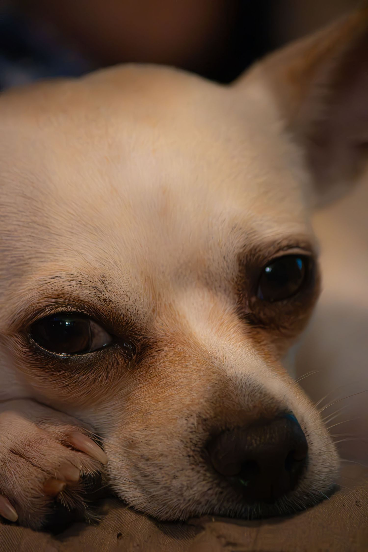 Close-up portrait of a small white chihuahua dog photographed by Senbon Studio in Hawesville, KY