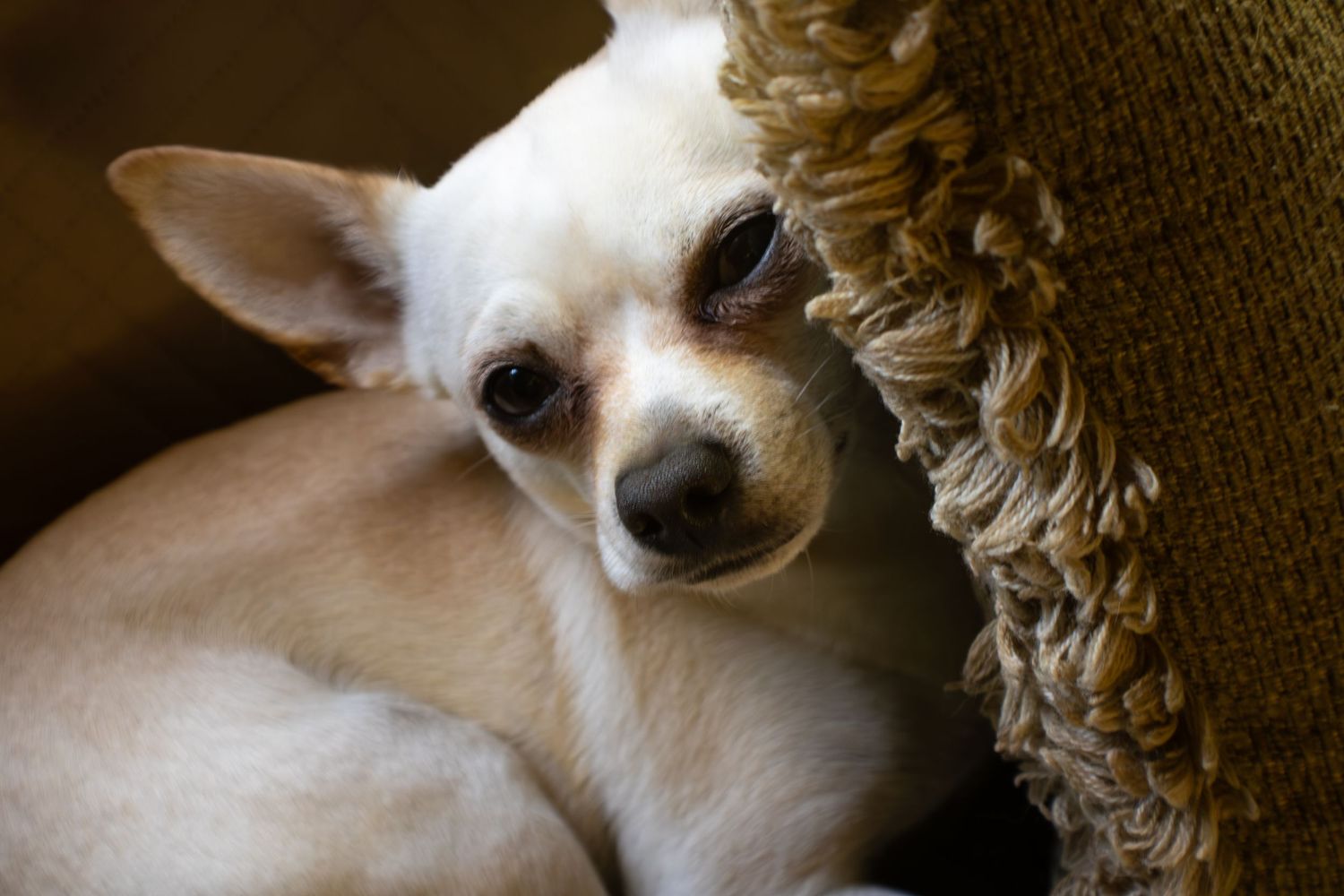mall white chihuahua resting next to a textured blanket, cinematic pet portrait by Senbon Studio