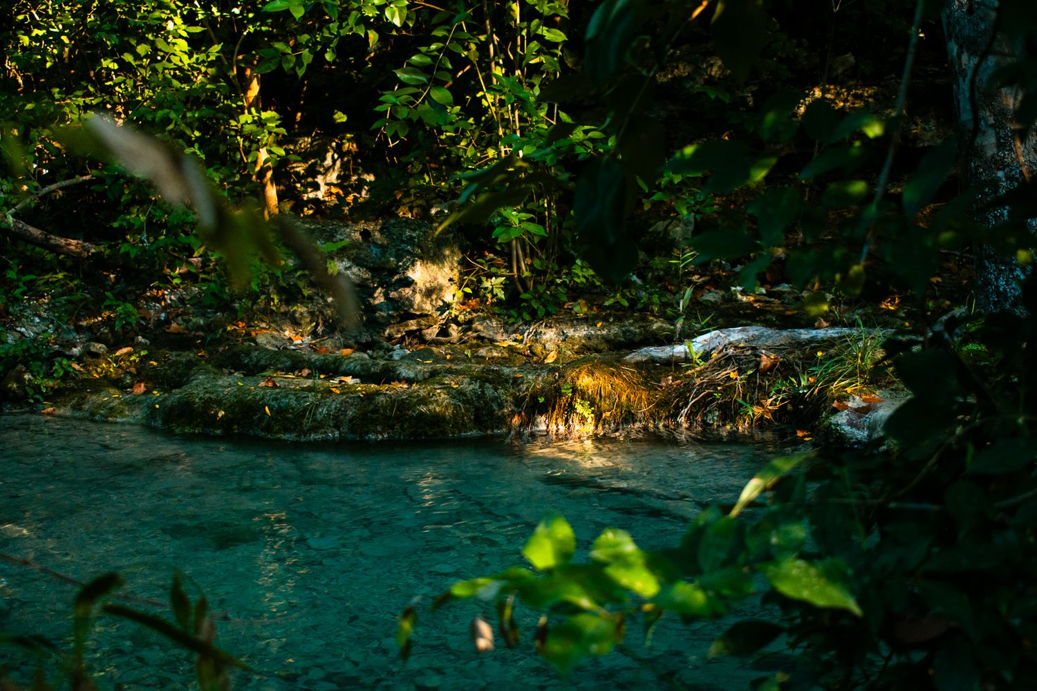 Sunlit jungle stream flows through lush tropical greenery and mossy rocks in a dense forest.