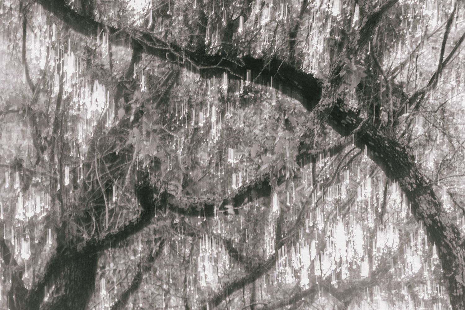 Black and white photograph of gnarled tree branches draped with hanging moss in a misty forest.
