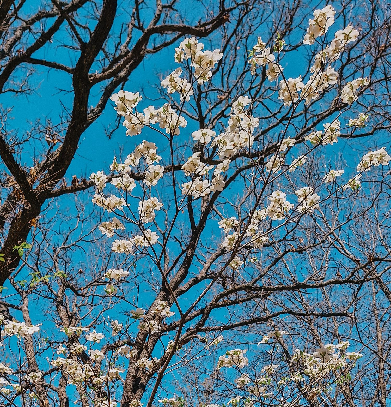 White magnolia blossoms blooming on bare branches against a vivid blue spring sky.