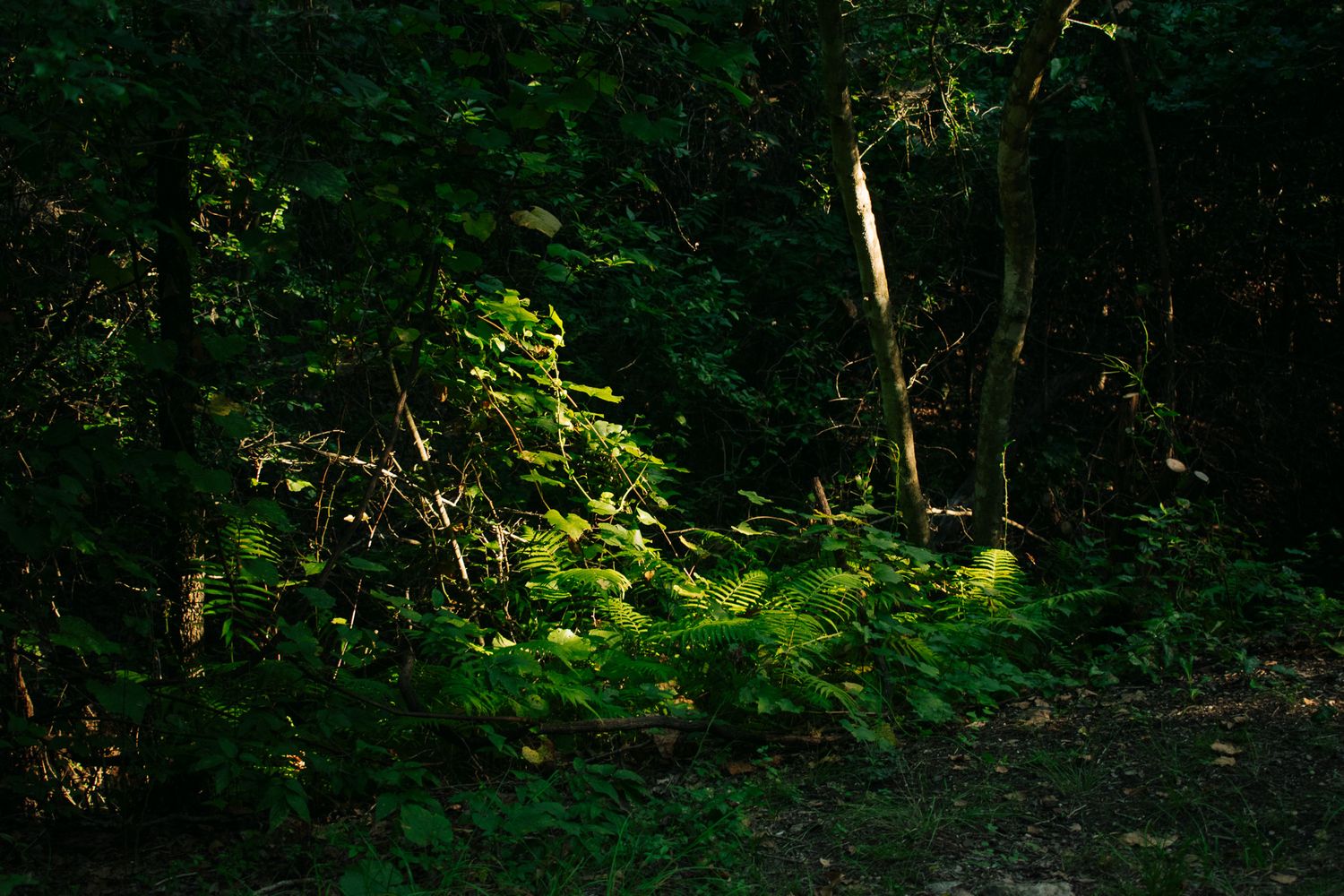 Dappled sunlight illuminates vibrant green ferns and foliage along a dark forest path.