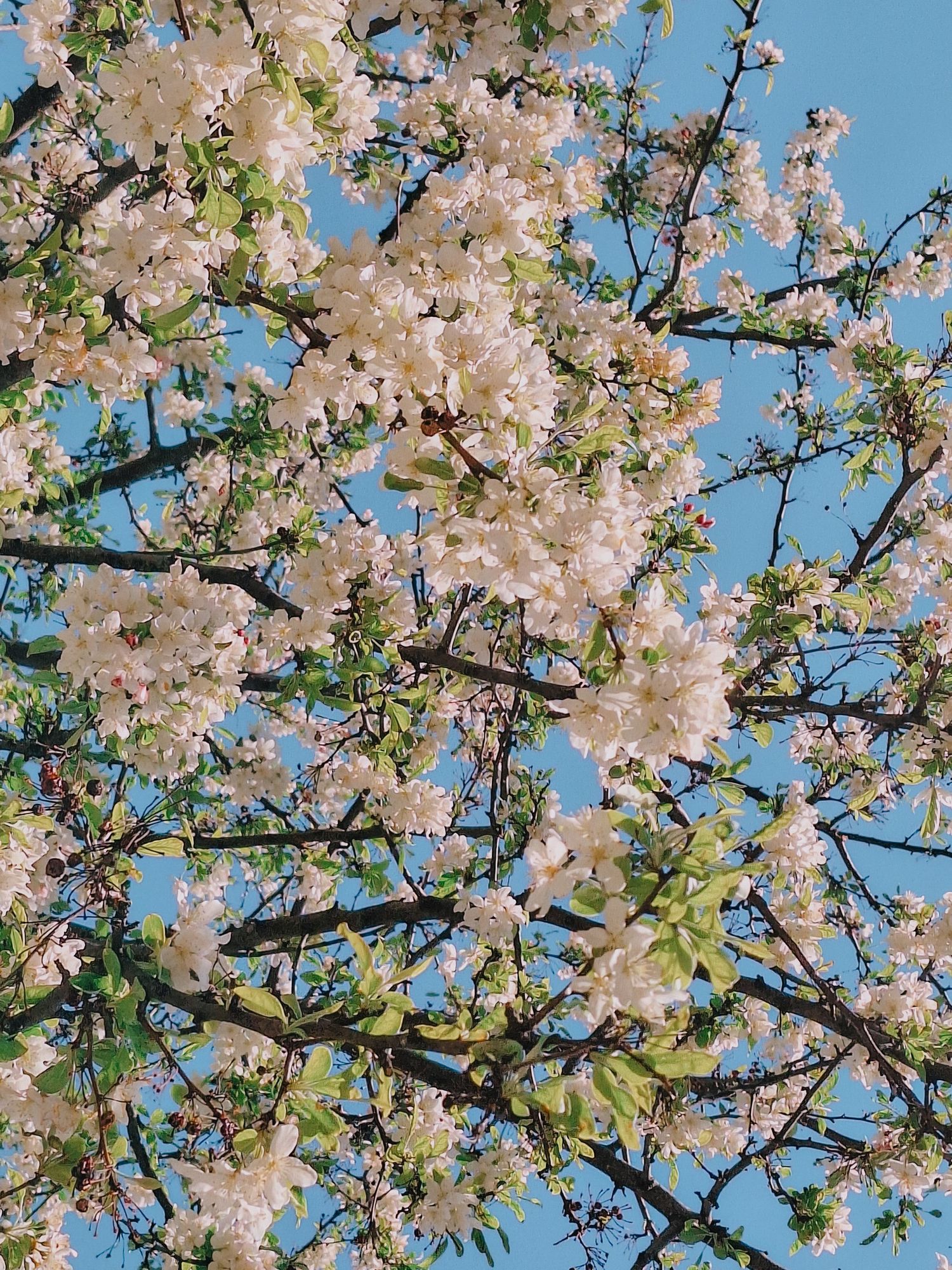 Lush white cherry blossom tree in full bloom with green leaves against a clear blue sky.