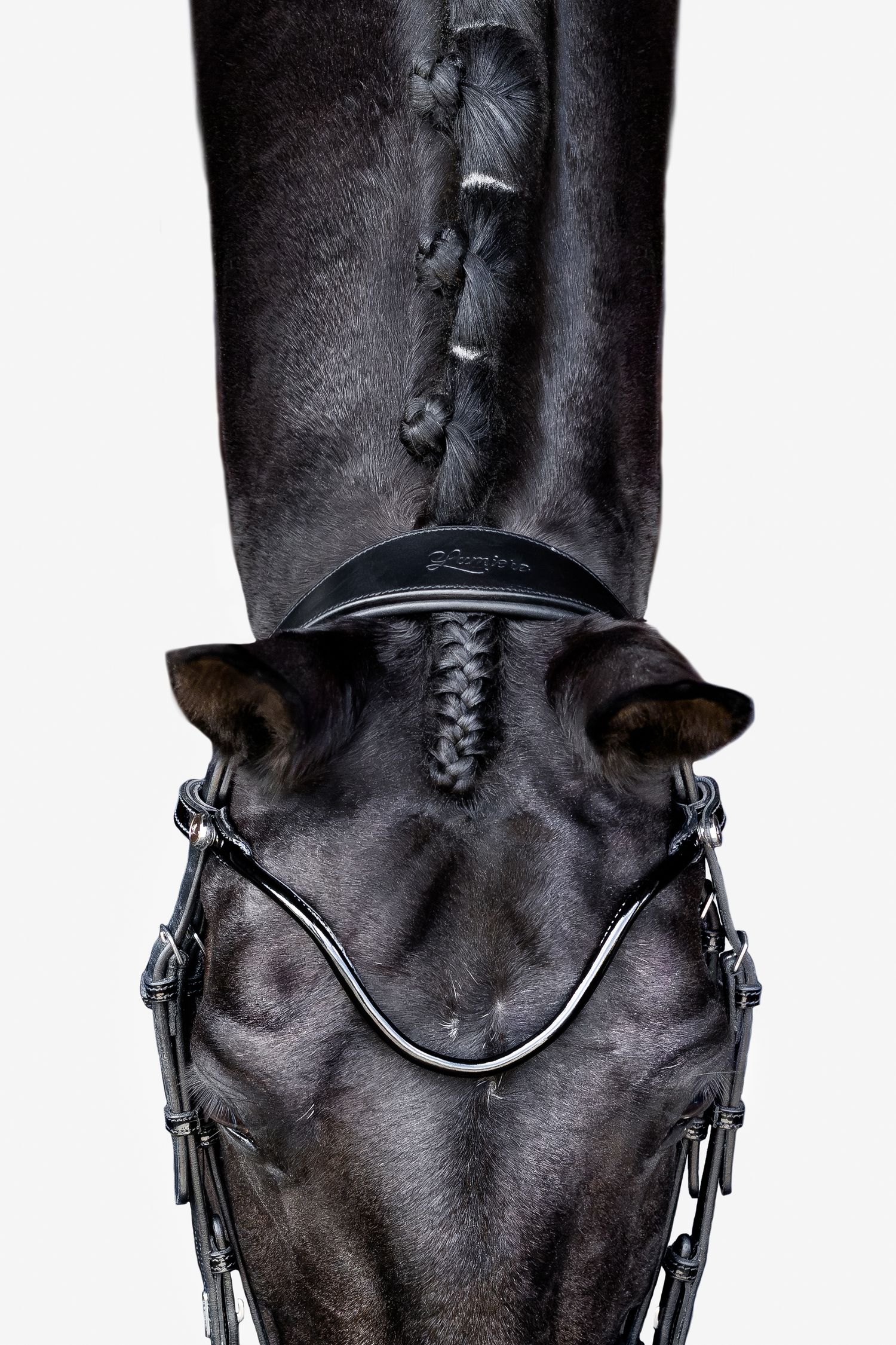 commercial equine photography melbourne australia personal branding fine art lumiere bridle