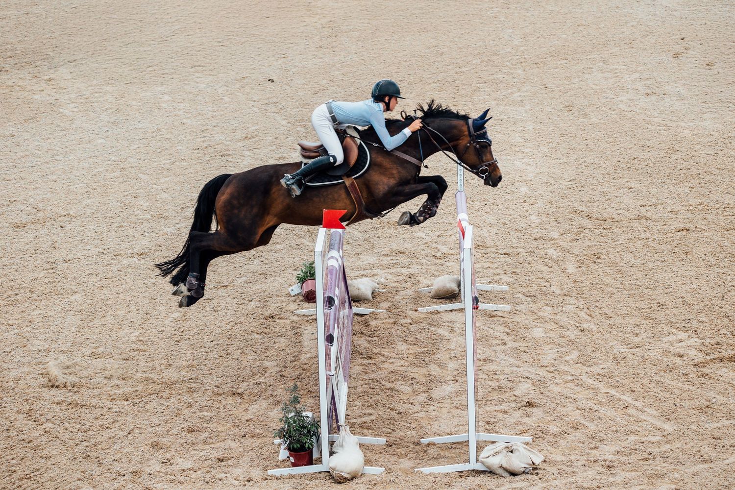 showjumping boneo park