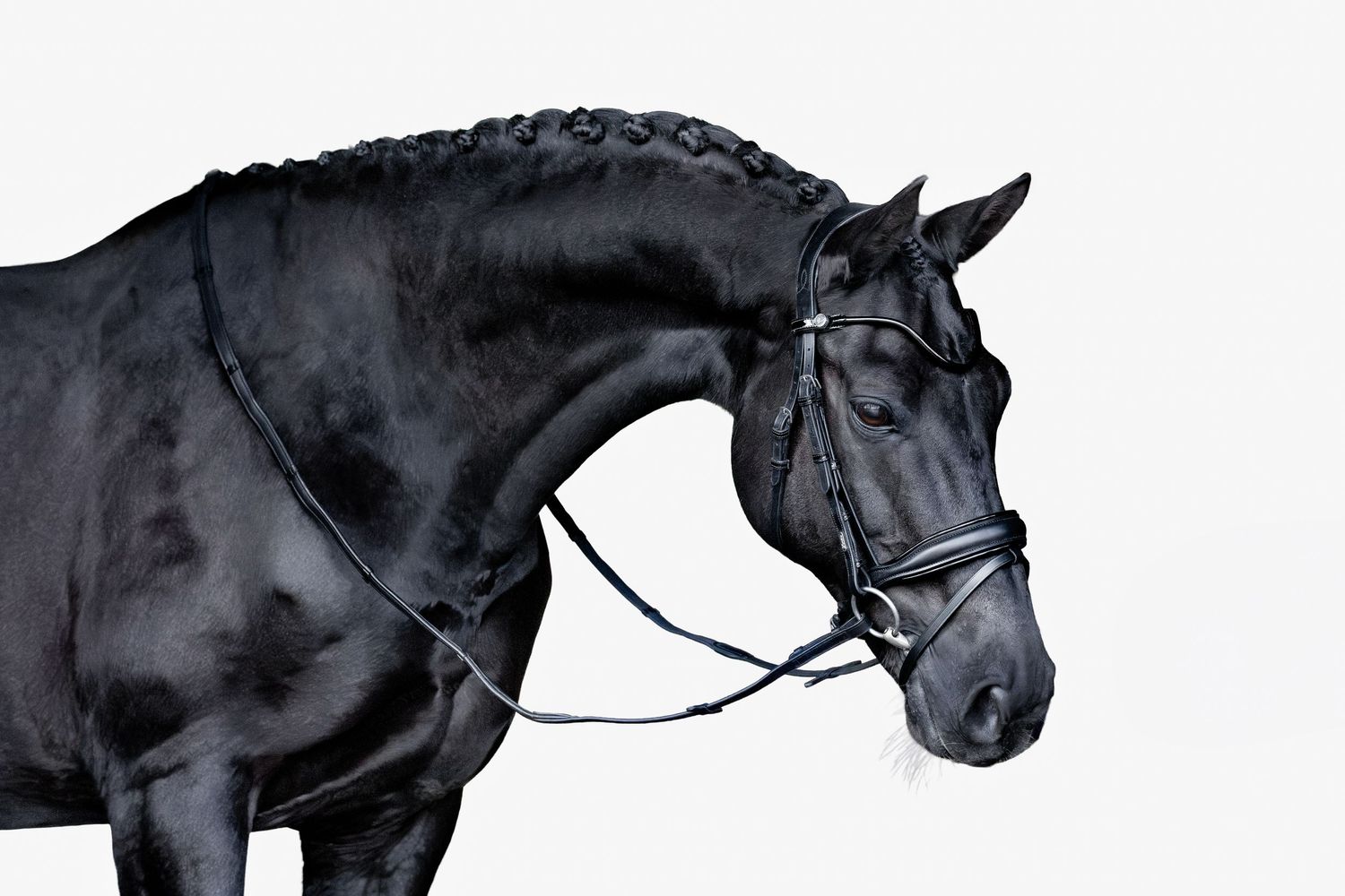 commercial equine photography melbourne australia personal branding fine art lumiere bridle