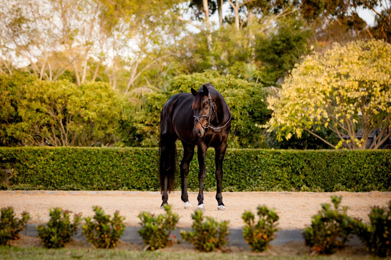 commercial equine photography melbourne australia personal branding product stallion lindsay ware brighton
