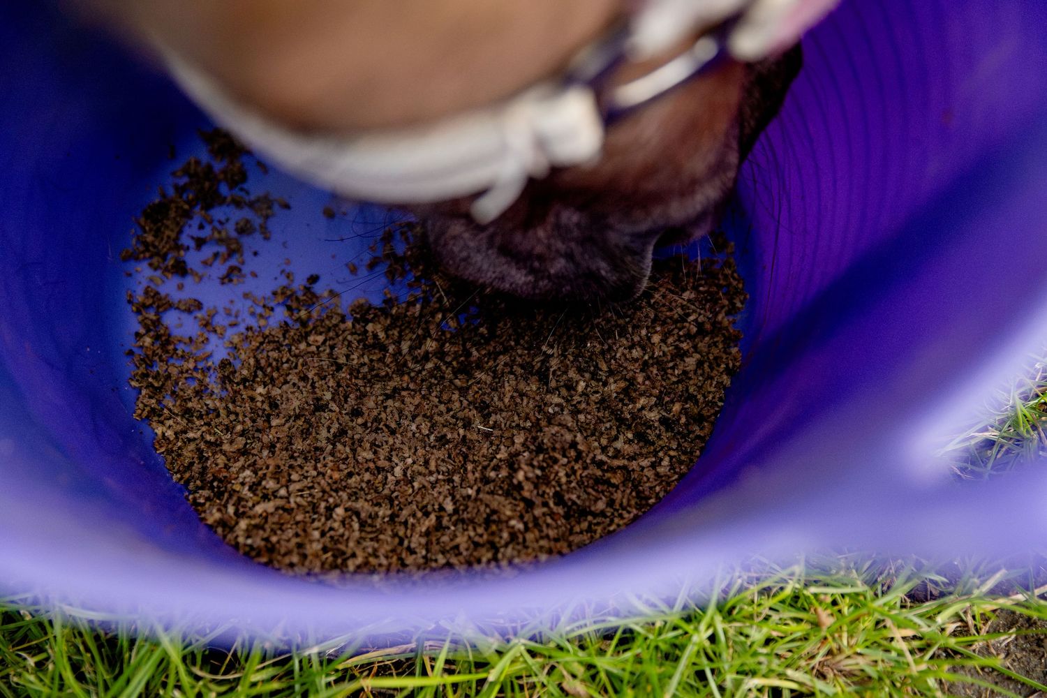 photography commercial equestrian  feed horse