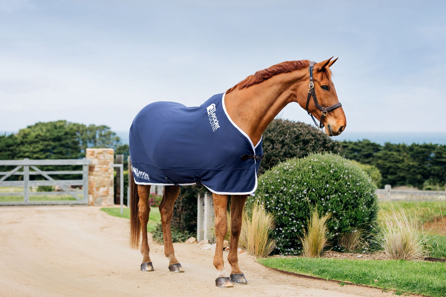 commercial equine photography melbourne australia product leader rug