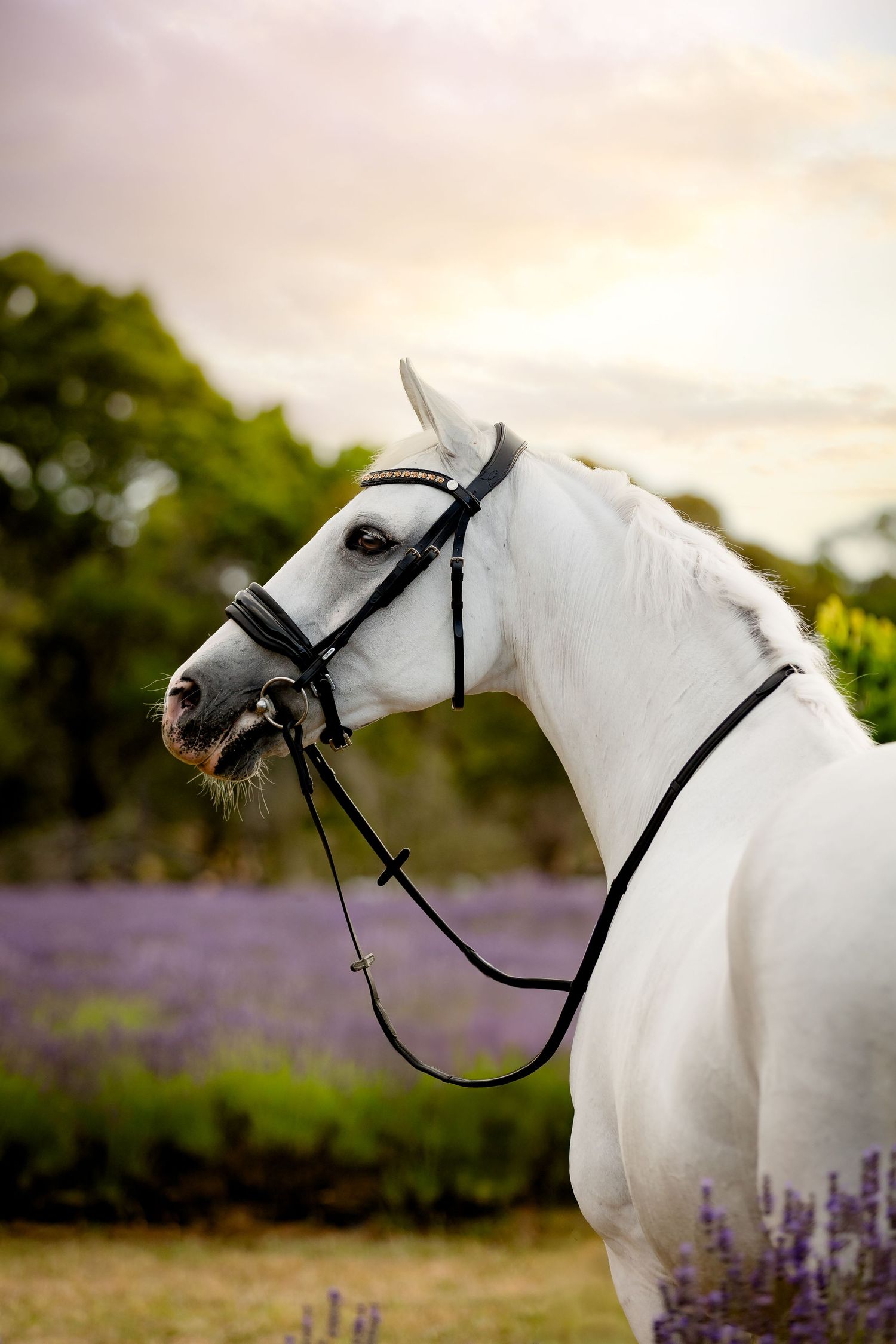 commercial equine photography melbourne australia personal branding product lavender red hill lumiere