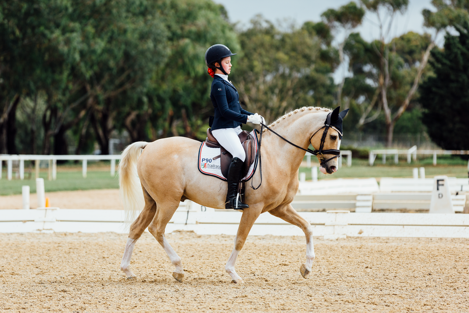 dressage werribee park
