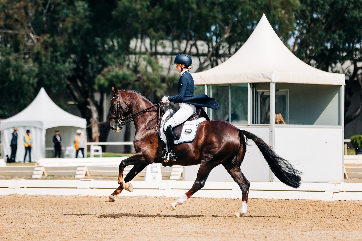 extended canter werribee park dressage