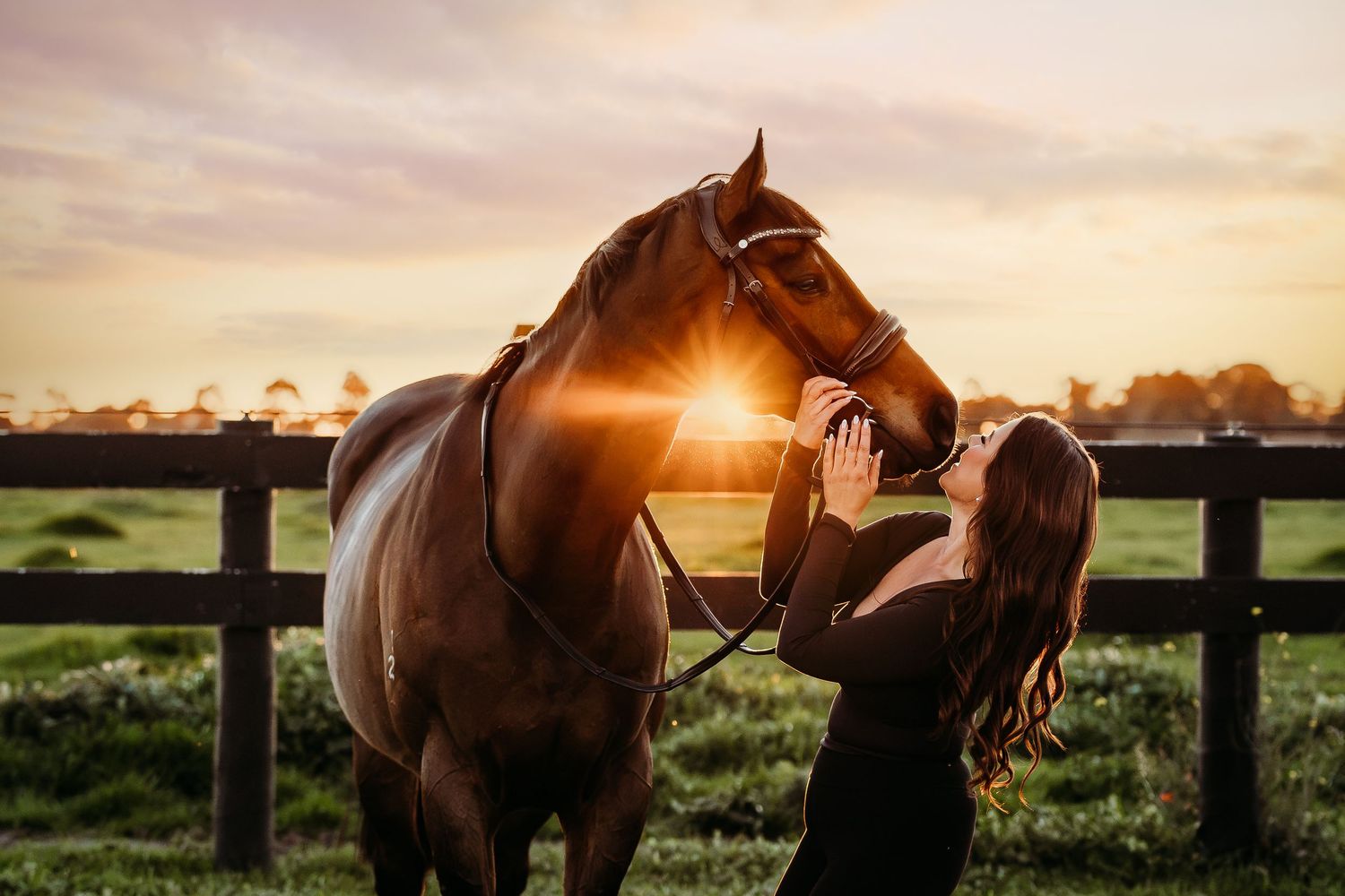 equine portrait horse and rider sunset melbourne australia geelong