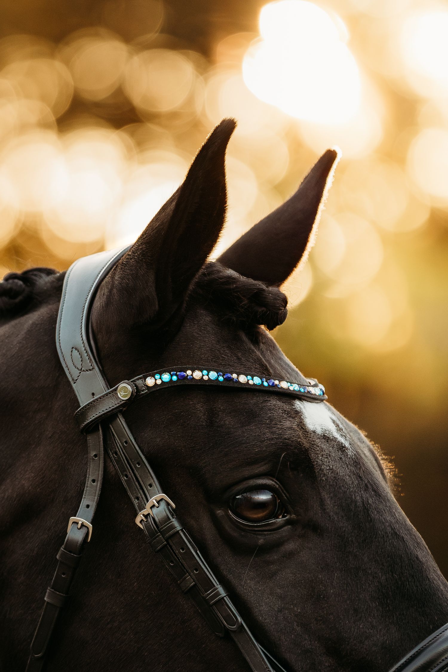 commercial equine photography melbourne australia personal branding fine art lumiere bridle