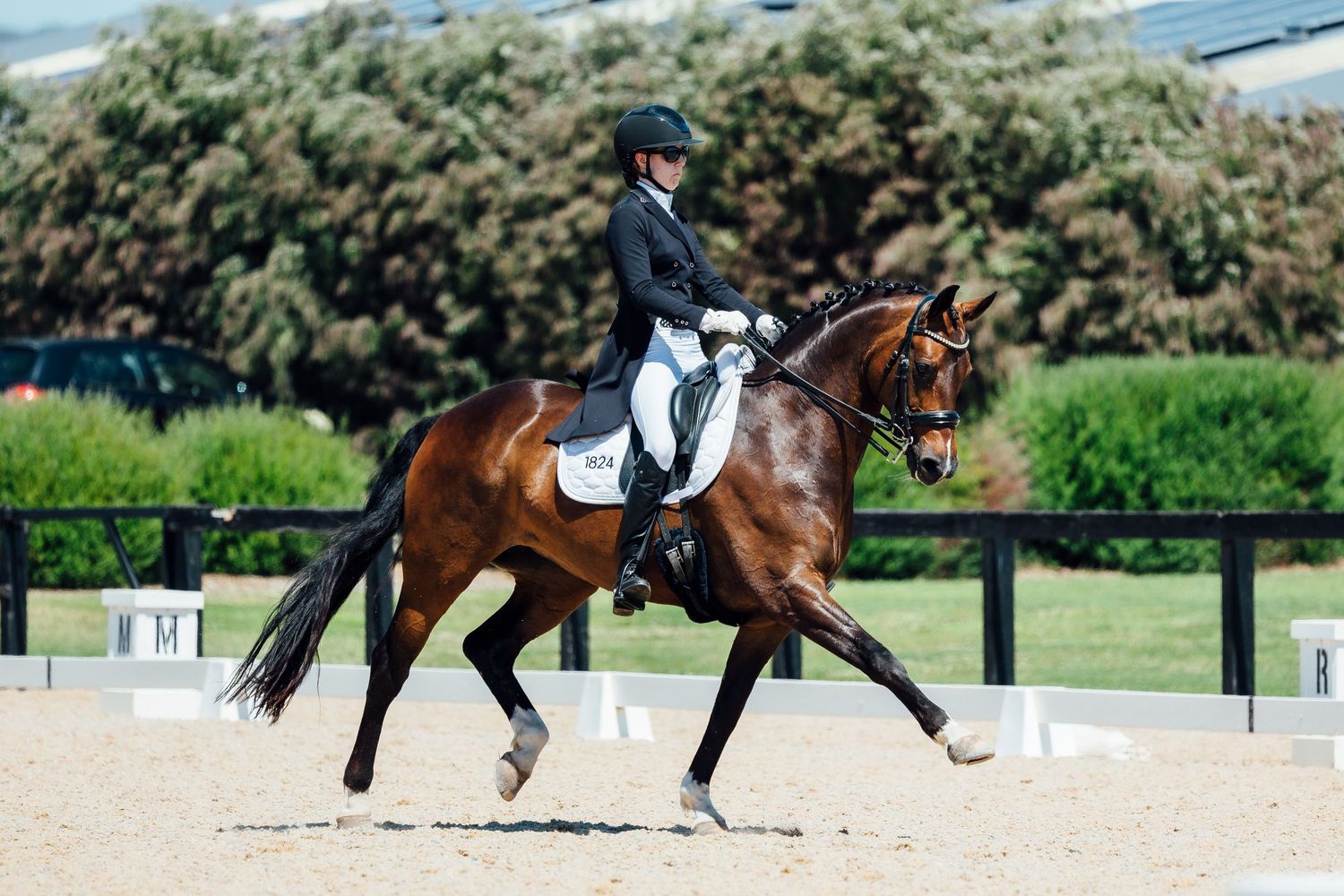 dressage boneo park extended trot