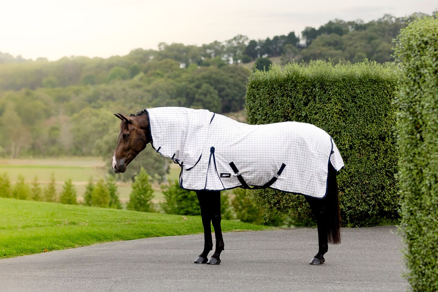 commercial equine photography melbourne australia personal branding goodwoods ashford park horse rug