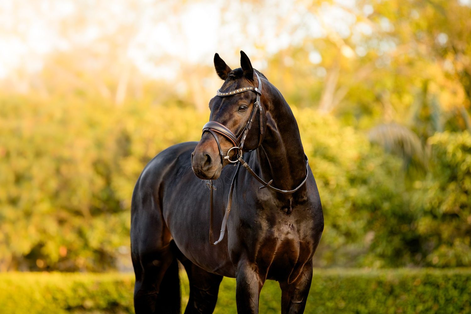 commercial equine photography melbourne australia personal branding product stallion lindsay ware brighton