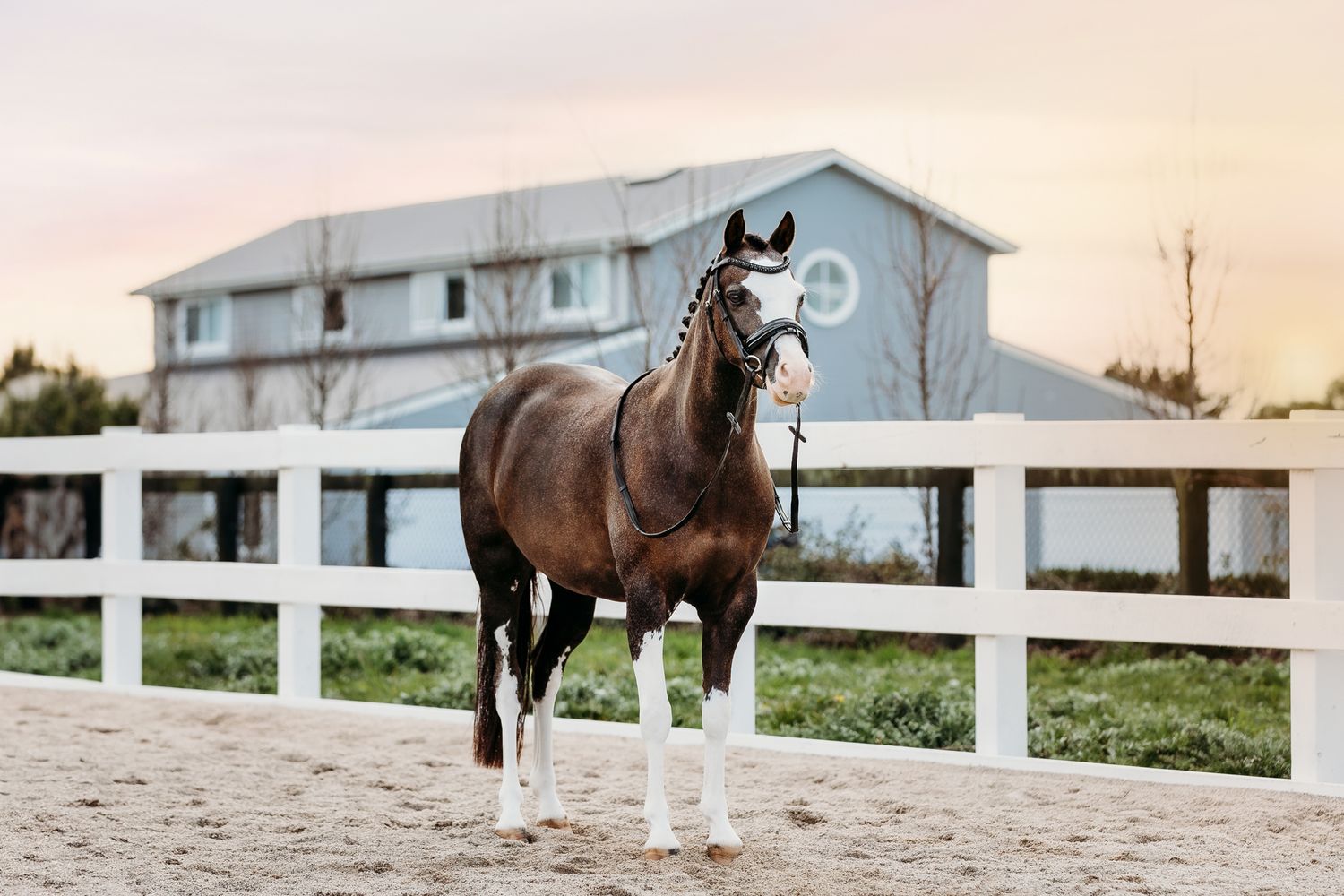 commercial equine photography melbourne australia personal branding fine art lumiere bridle
