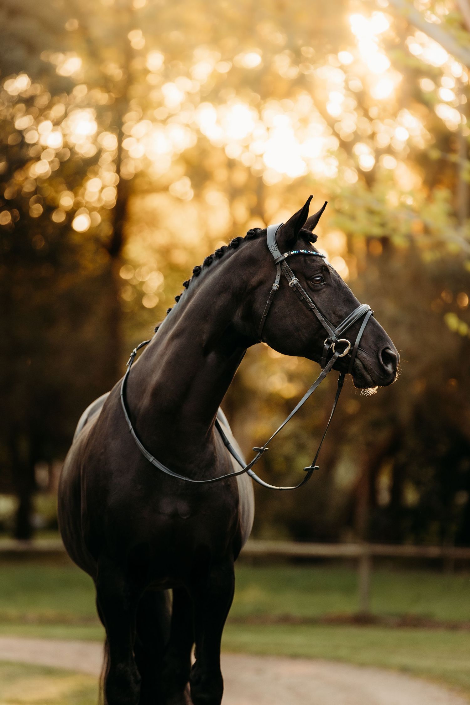 commercial equine photography melbourne australia personal branding fine art lumiere bridle