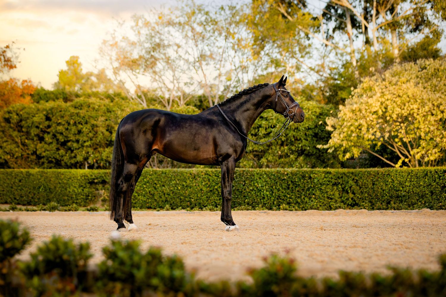 commercial equine photography melbourne australia personal branding product stallion lindsay ware brighton