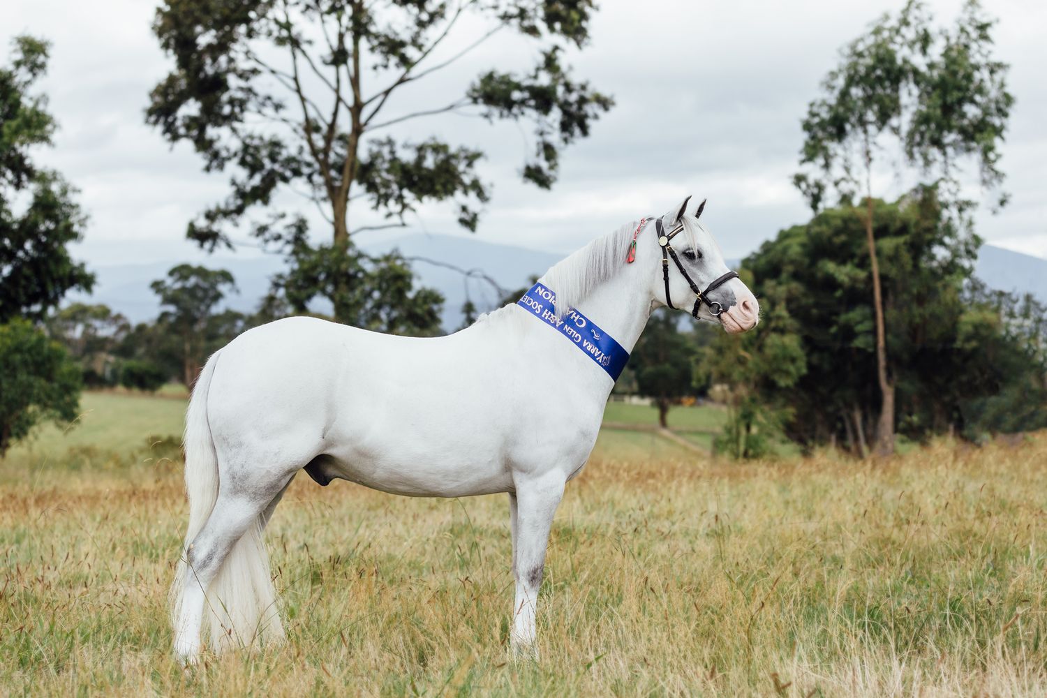 yarra glen show pony winner presentation