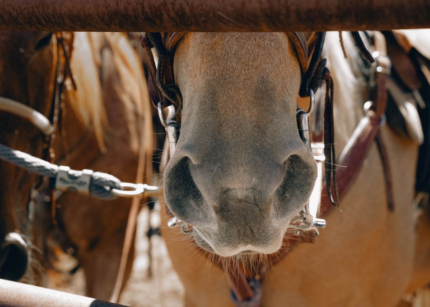 New Mexico Territory Cowboy Mounted Shooters, Reclaimed Media Co.