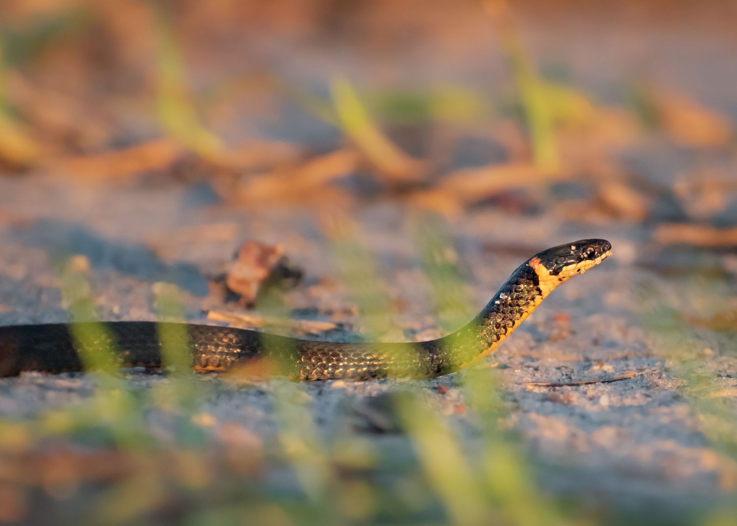 A slender garter snake slithering across sandy ground through sparse green grass blades.