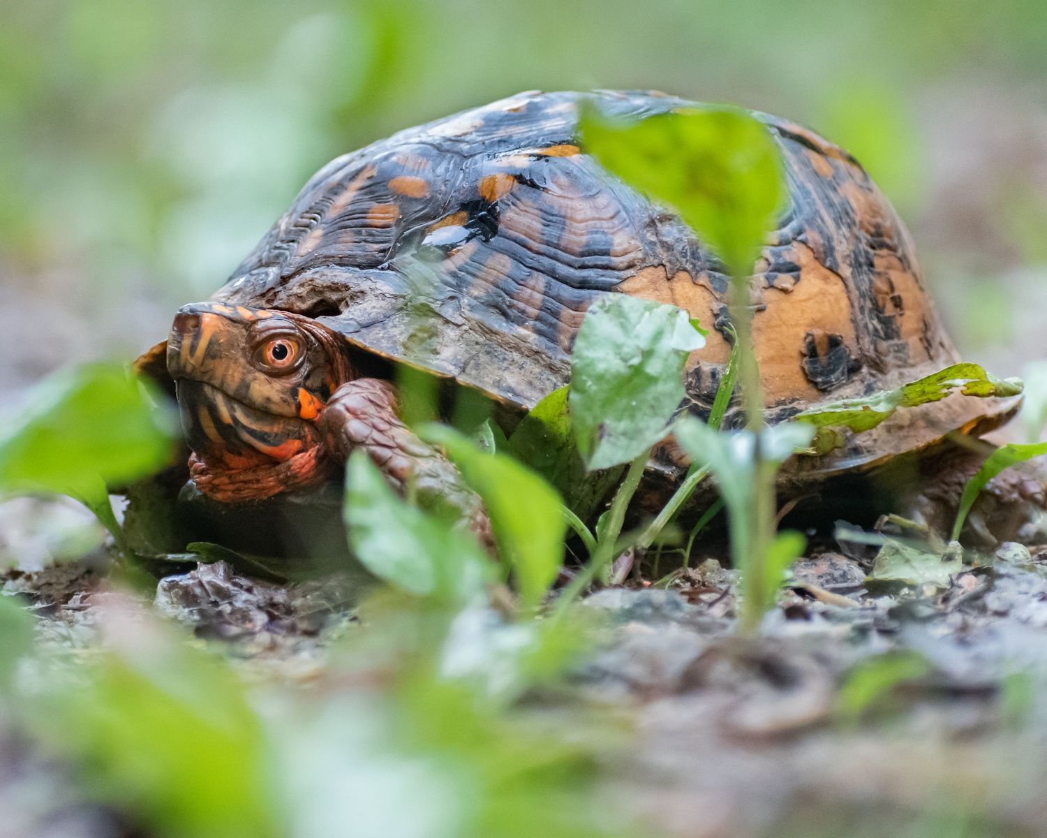 A colorful Eastern box turtle with orange markings peers through green plants on a forest floor.