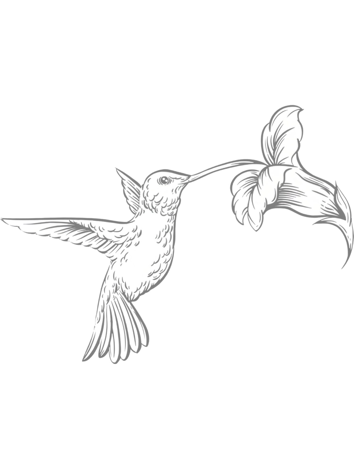 A detailed line drawing of a hummingbird feeding from a trumpet flower, rendered in soft gray tones.