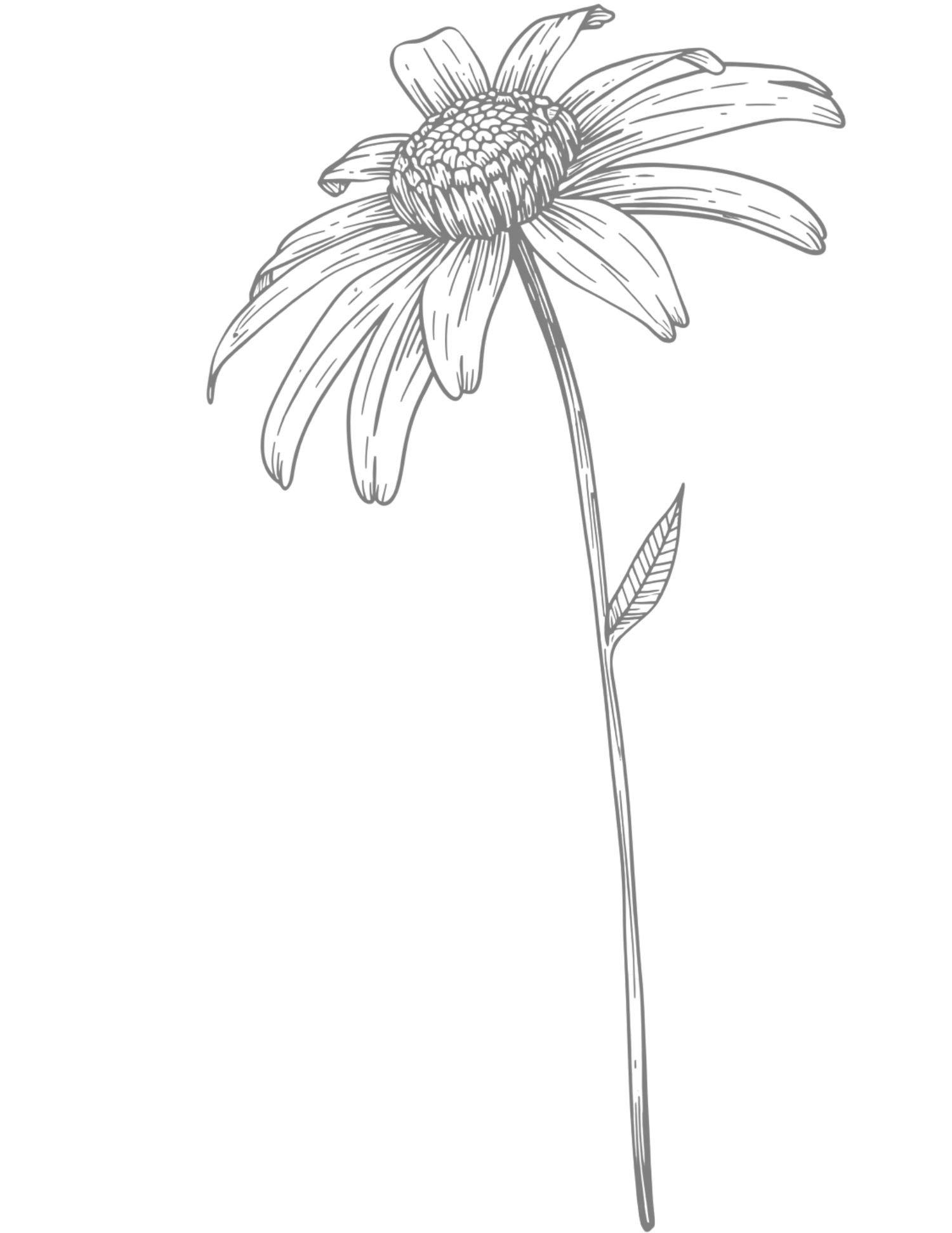 Detailed pencil sketch of a daisy flower with long petals and a round center on a single stem with one leaf.