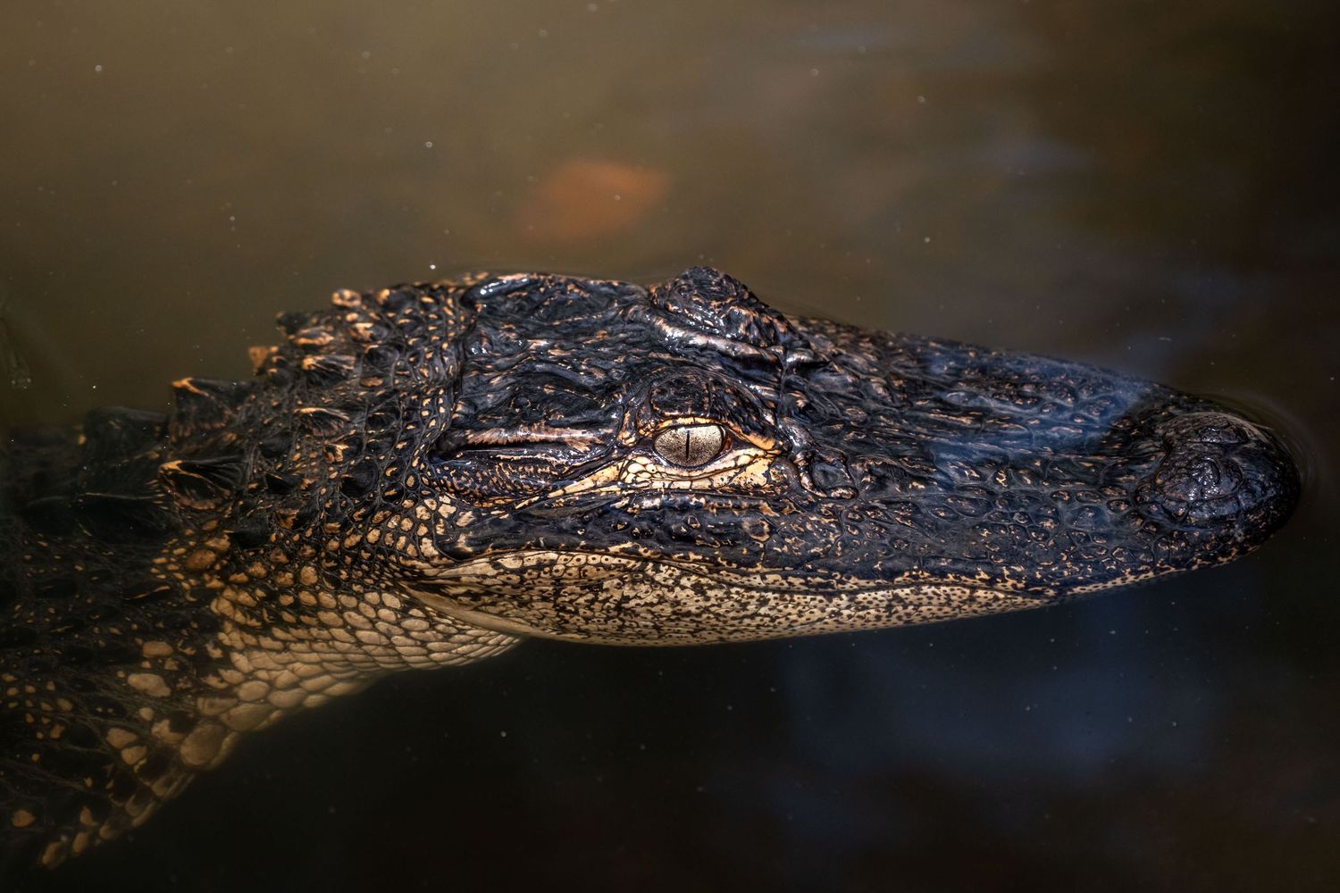 Close-up of an American alligator partially submerged in dark water, showing its textured scales and yellow eye.
