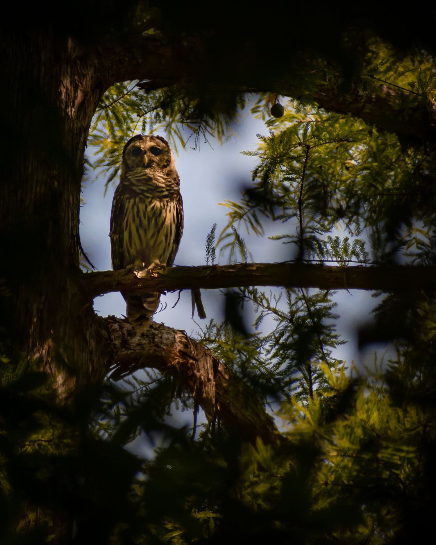 A barred owl perches on a mossy branch framed by dark cypress tree foliage in soft light.
