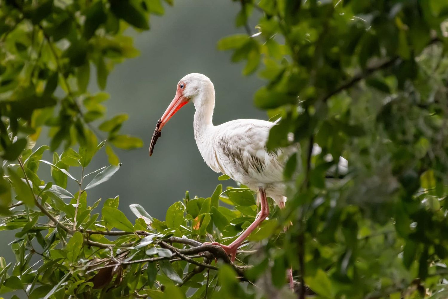 A white ibis with a long orange beak standing in a leafy green tree in natural habitat.
