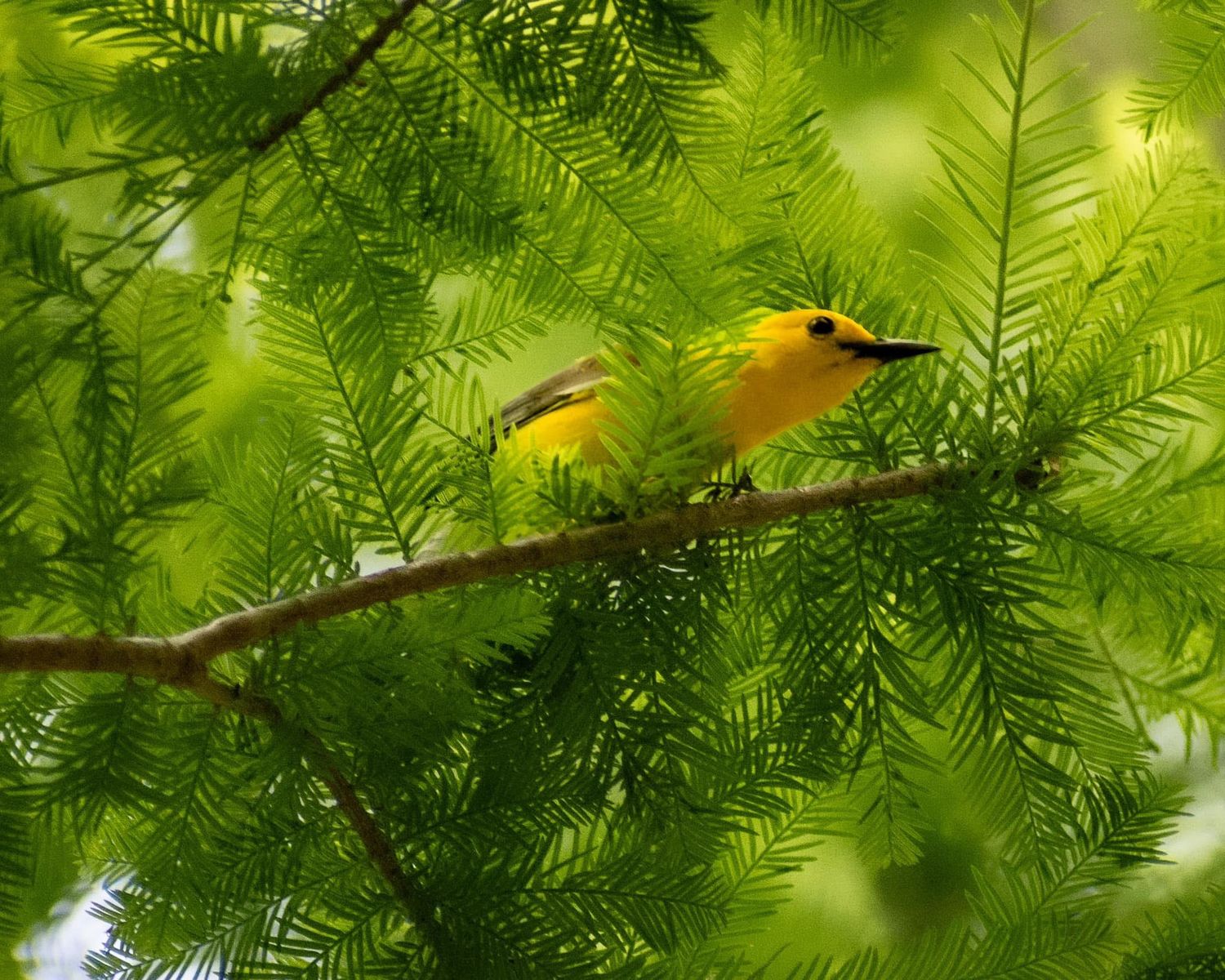 A bright yellow Prothonotary Warbler perches on a branch amid lush green cypress tree foliage.