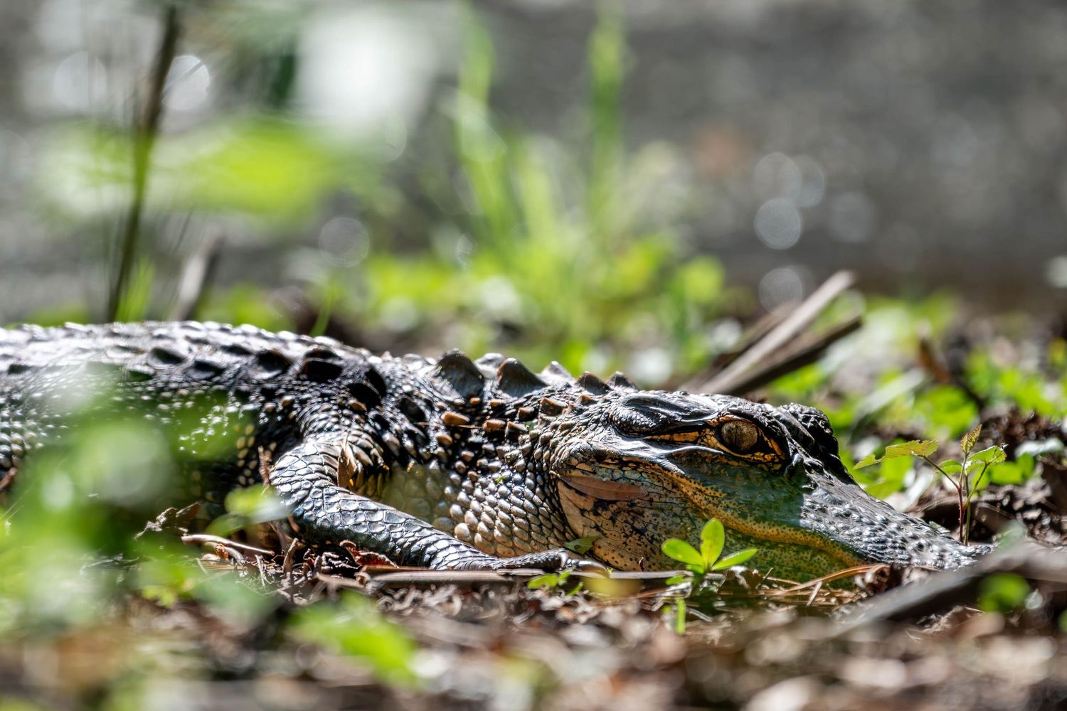Young alligator camouflaged among green plants and leaf litter on the forest floor in a natural wetland setting.