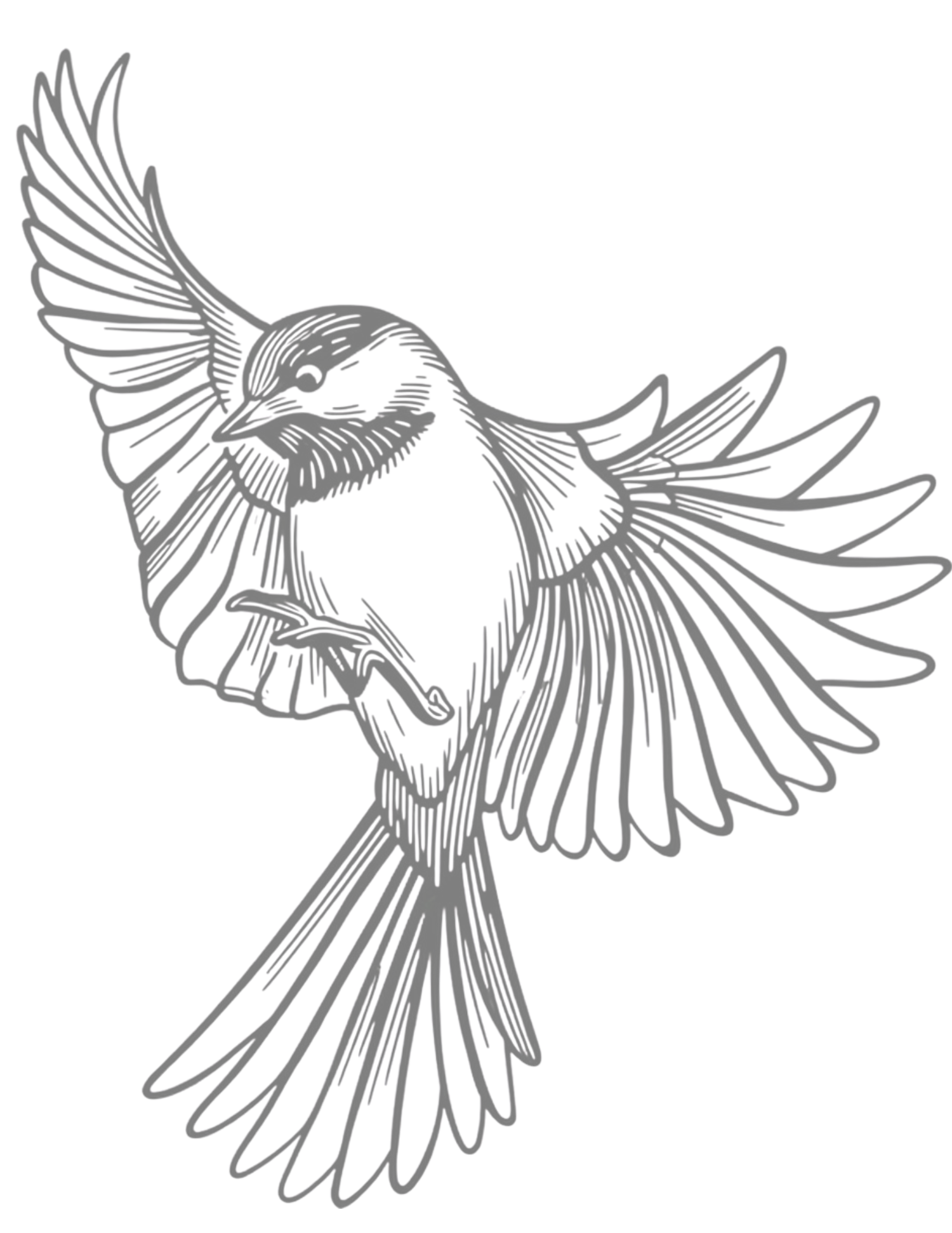 Detailed pencil sketch of a chickadee bird in mid-flight with wings spread wide, showing intricate feather details.