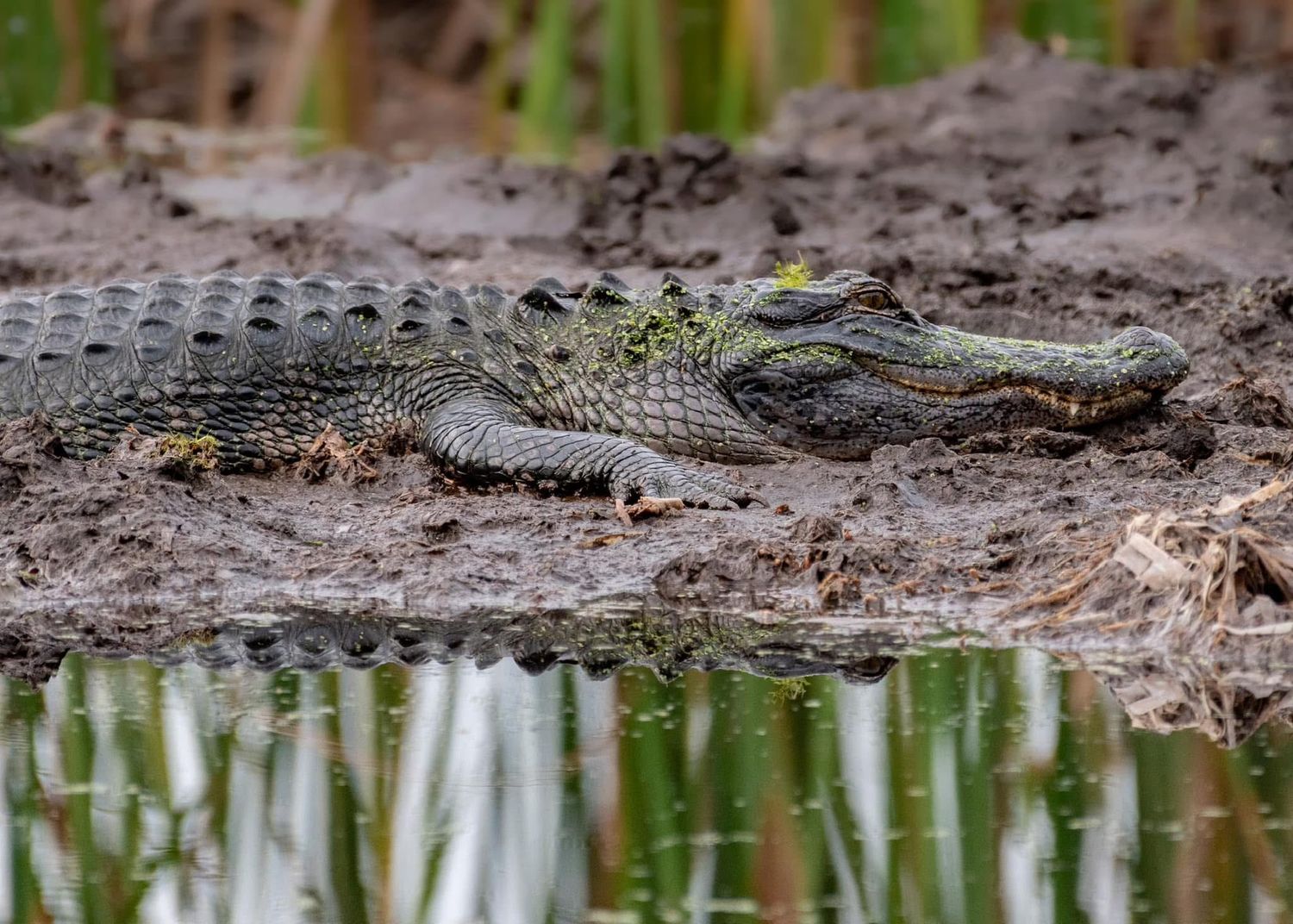 American alligator resting on muddy riverbank beside calm water, displaying its full scaly body in natural habitat.