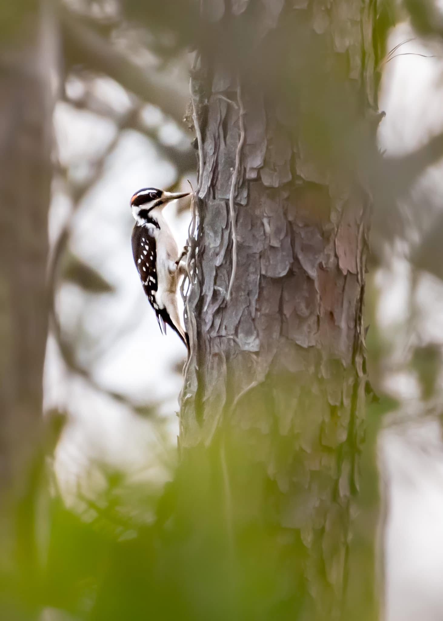 A hairy woodpecker clinging to a rough pine tree trunk surrounded by blurred green foliage.