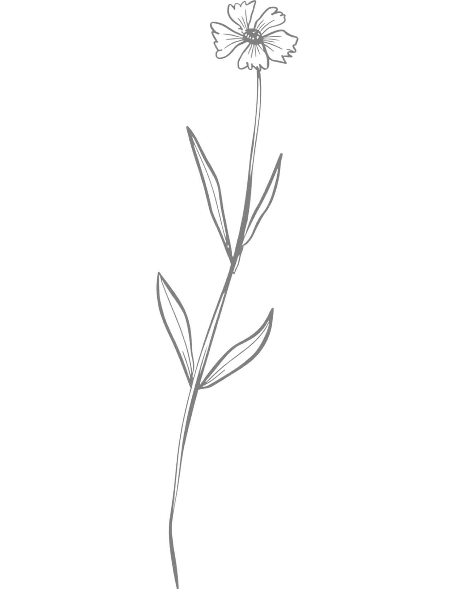 Minimalist line art illustration of a single wildflower with delicate petals and long stem with leaves.