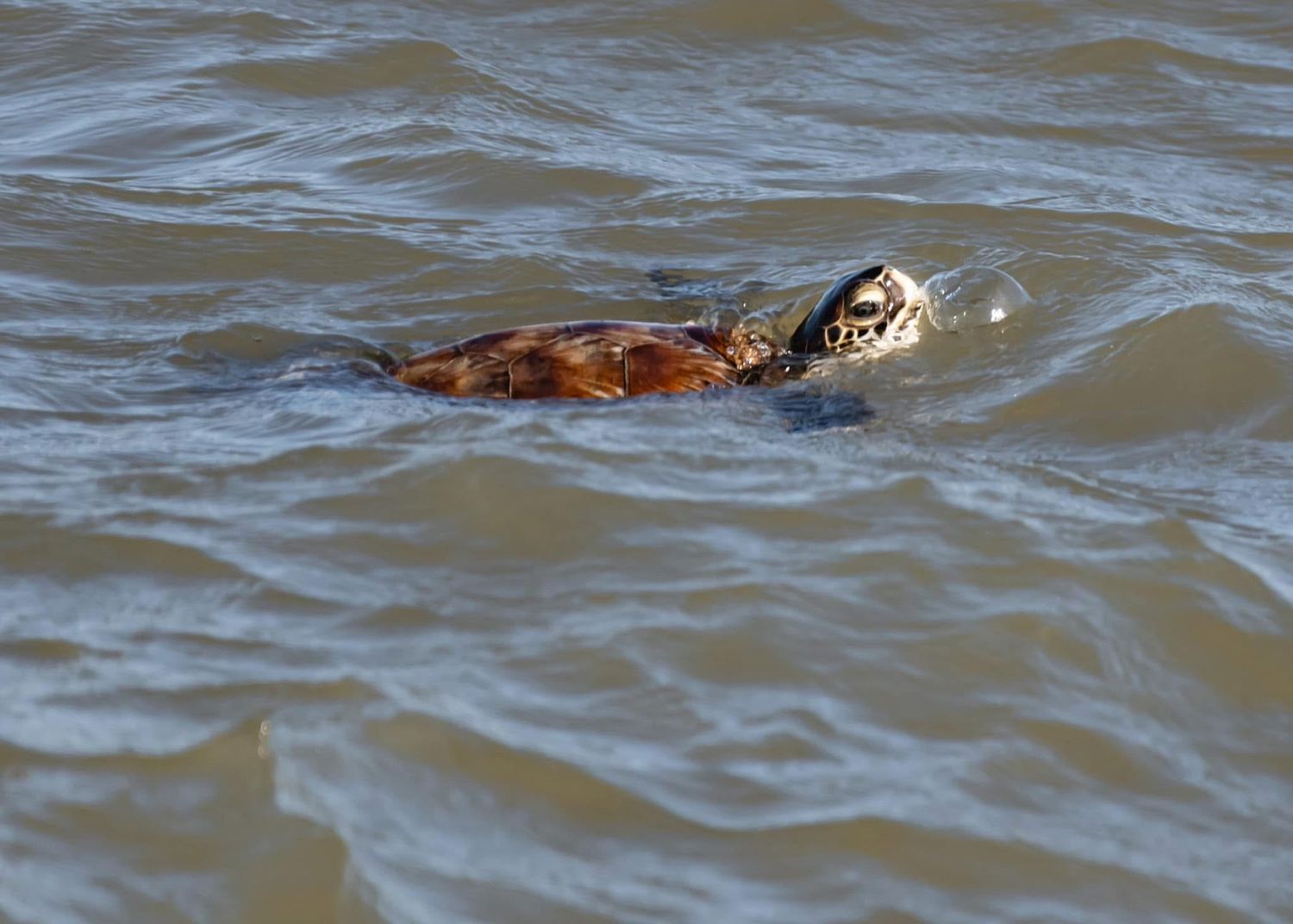 A sea turtle swims near the surface of murky brown ocean water, its shell visible above the waves.