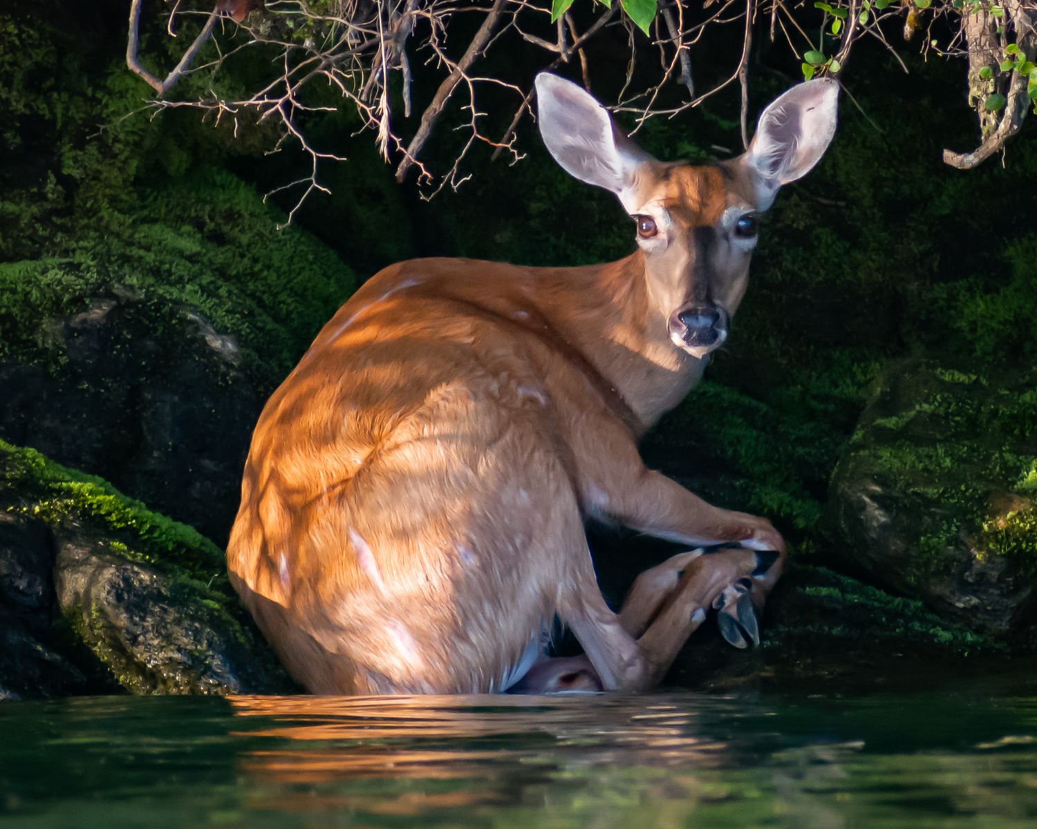 A young white-tailed deer sits in shallow water surrounded by mossy rocks and green foliage.