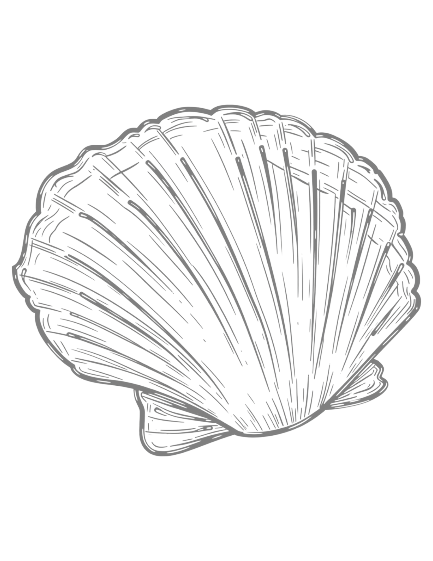 Detailed line drawing of a scallop seashell with radiating ridges, rendered in gray on white background.