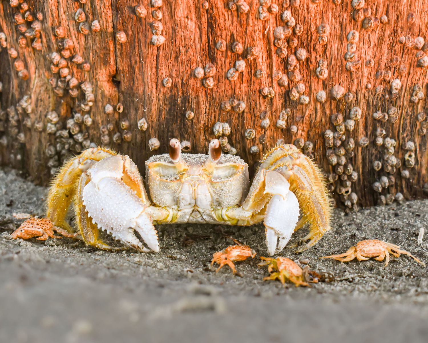 A large ghost crab with white claws stands guard near smaller crabs on a sandy beach.