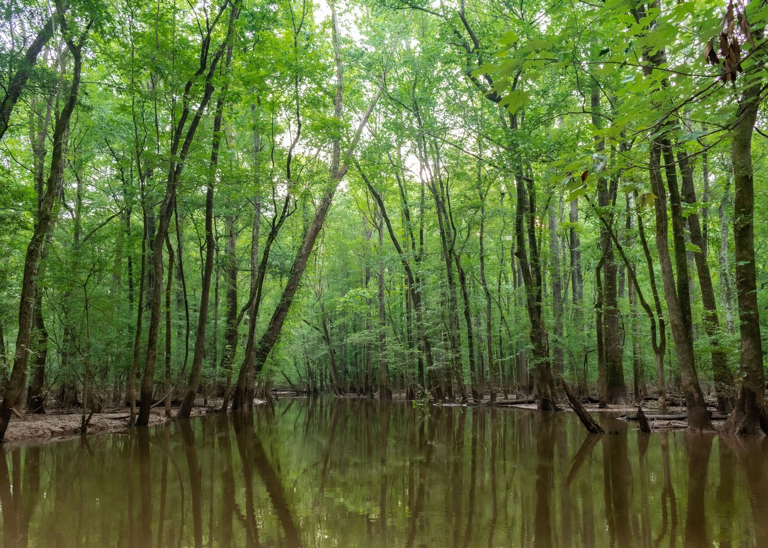 A serene flooded forest with tall green trees reflecting in the calm, dark water below.