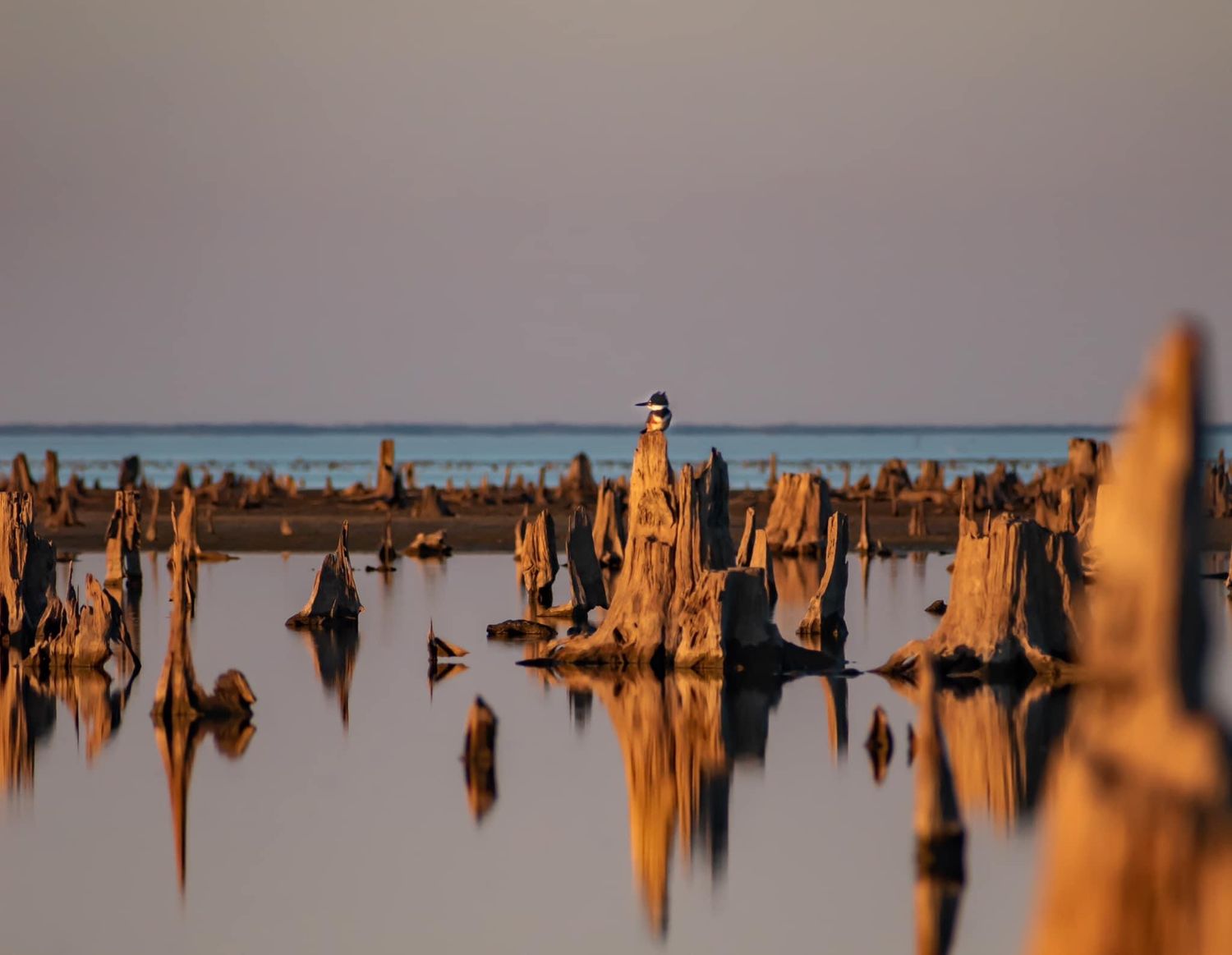 Osprey perched on weathered cypress stumps reflected in calm golden lake at dusk.