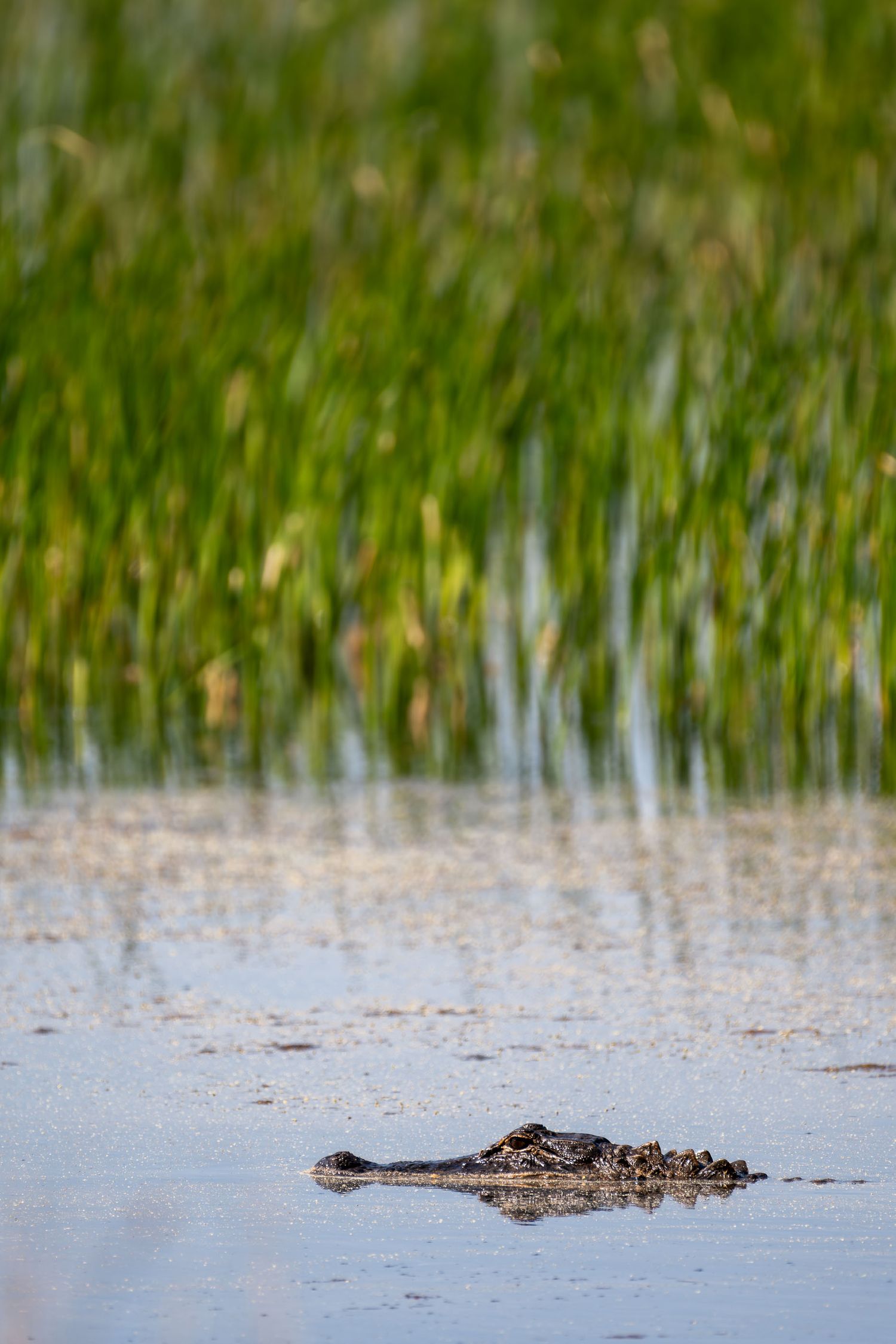 Alligator barely visible above shallow water surface with lush green marsh grass reflected in the background.