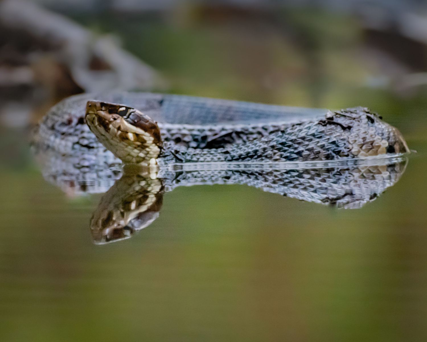 A water snake glides across a calm surface creating a perfect mirror reflection in still water.