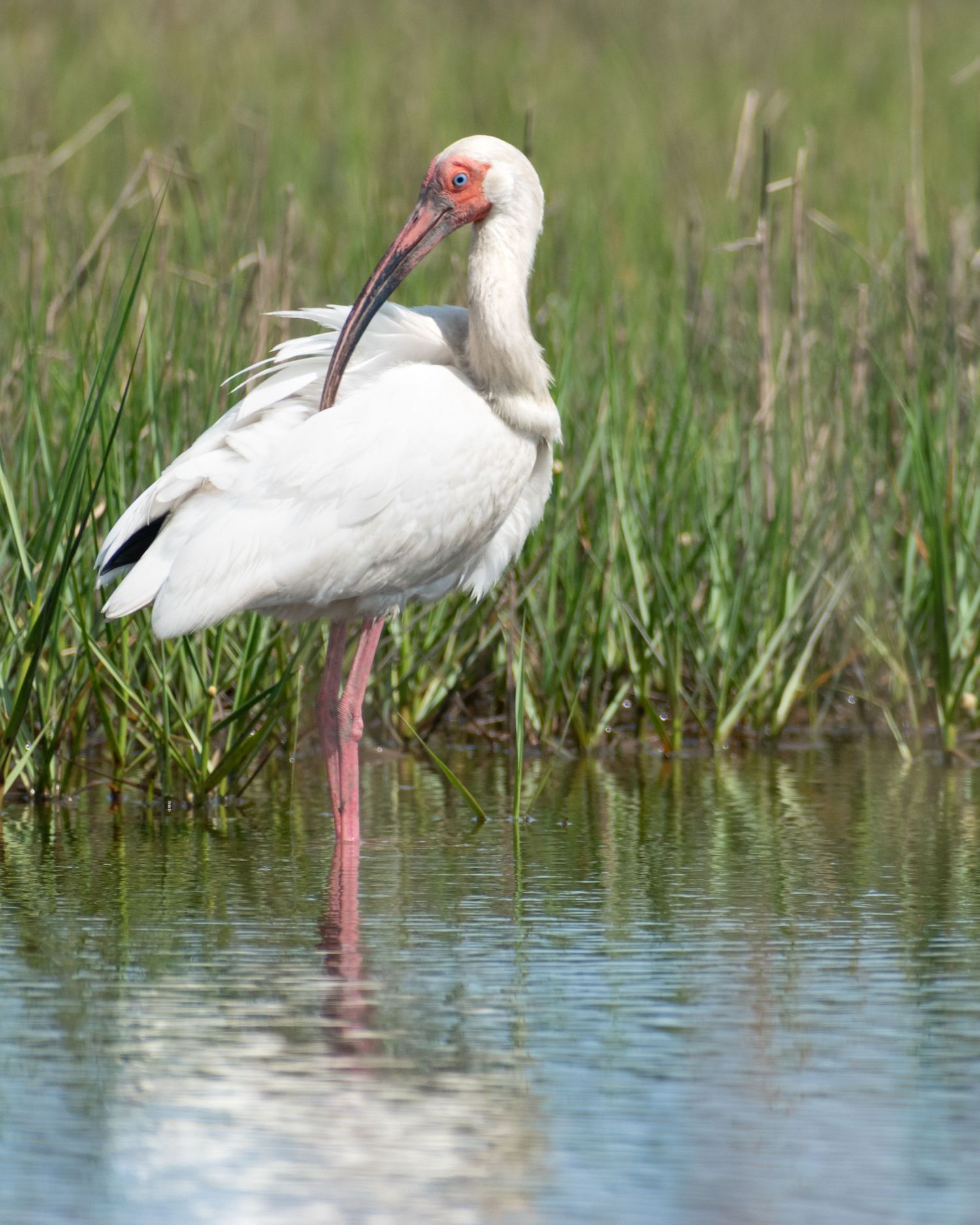 A white ibis with pink legs standing in shallow water beside tall green marsh grass.