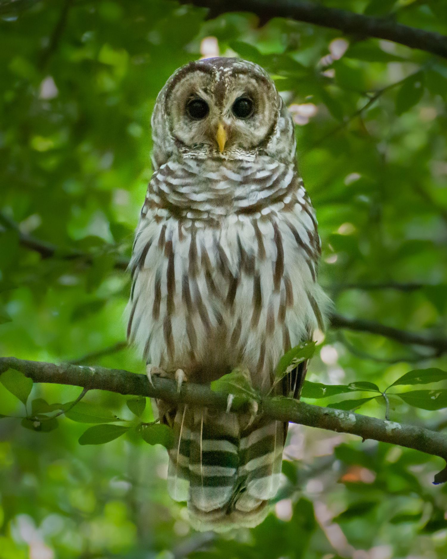 A barred owl with brown and white striped plumage perched on a branch in a leafy green forest.