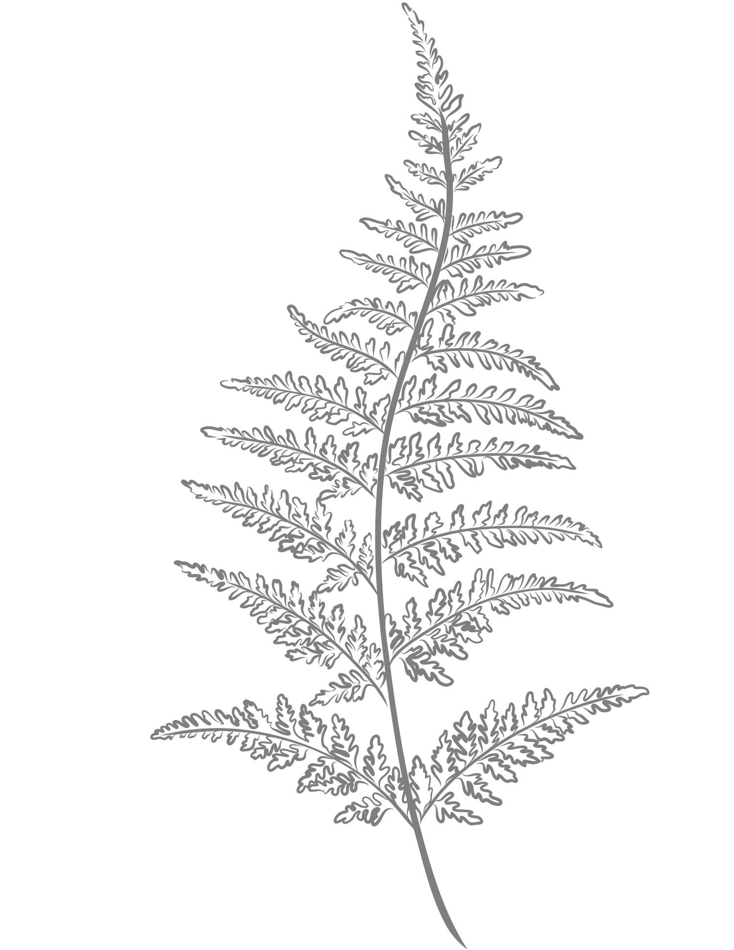 Detailed line drawing of a delicate fern leaf with intricate fronds on a white background.